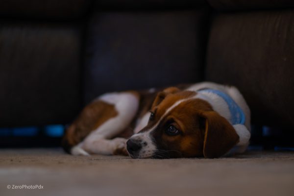 Huxley Pup