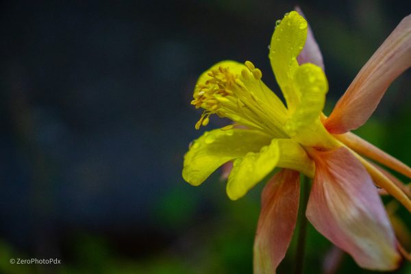 Yellow Flower with Dew